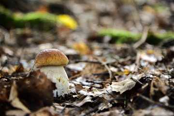 Edible Mushroom in Forest 