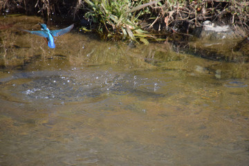 a kingfisher just hunted / 狩りに成功したカワセミ