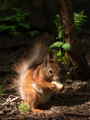 Eating squarrel