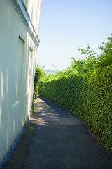 Fototapeta premium 小道