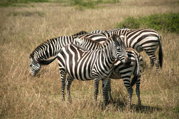 Fototapeta na wymiar Cebra en masai mara africa