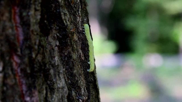 シャクトリムシのマエキトビエダシャク