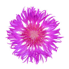 flower cornflower isolated on white background, top view close up flat lay