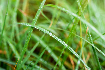 Fototapeta na wymiar wet lawn large, a drop of water on the grass
