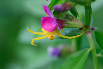 A floral yellow spider (Misumena vatia) sits upside down on a purple flower