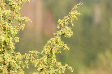 Juniper tree in spring