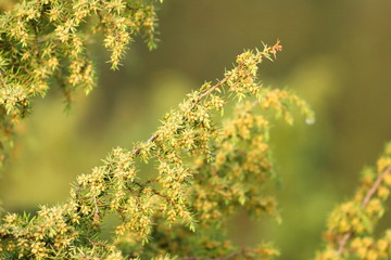 Juniper tree in spring