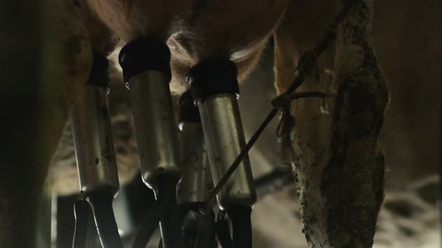 woman switches milking machine to cow in cote