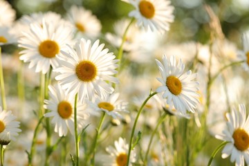 Daisies in the meadow in the morning