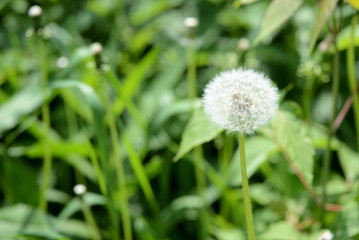 Dandelion flower on a summer meadow close up