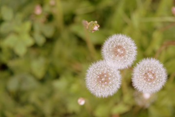 Dandelion flowers on a summer meadow close up