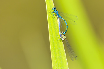Libelle blau