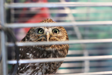 Beautiful owl in a cage. Owl close-up. Bird