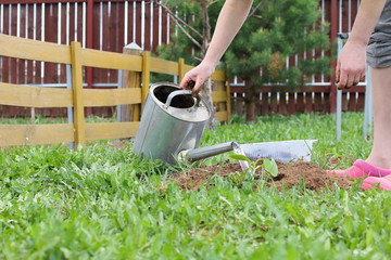 Working in the garden. A woman is engaged in watering seedlings of zucchini in the garden.