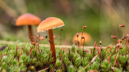 Mushrooms in forest