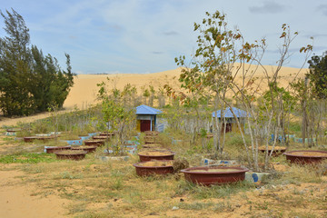 Fototapeta na wymiar A small tree nursery in the White Sand Dunes area near Mui Ne in south central Bình Thuan Province, Vietnam 