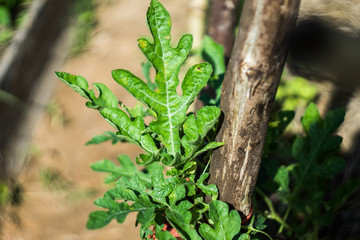 A watermelon leaf grows on an organic farm in Cambodia.