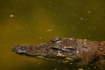 Little croc
