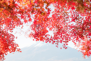The Beautiful blue Sky and Fujisan in Autumn with colorful maple leaf.