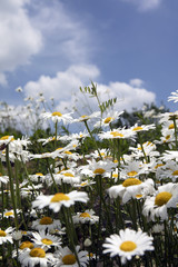 Daisy flowers under the sky