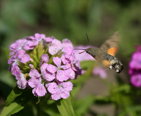 Macroglossum stellatarum
