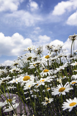 Clouds and daisy flowers