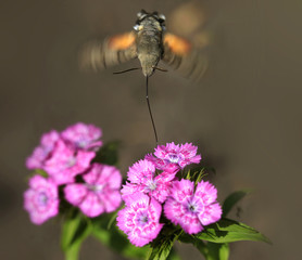 Macroglossum stellatarum