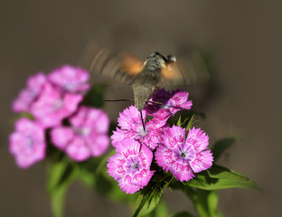Macroglossum stellatarum