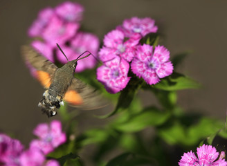 Macroglossum stellatarum