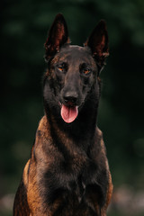 Belgian Shepherd malinois