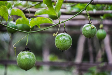 Young passion fruit grows on the passion fruit tree branch.