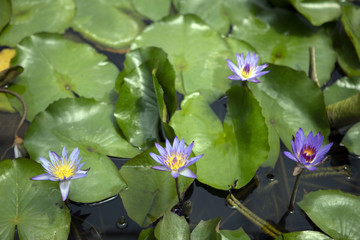 Lotus flower standing in line