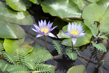 Twin lotus