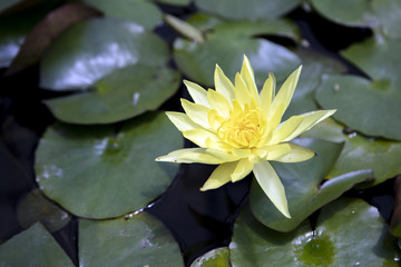 Bright yellow lotus flower