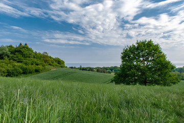 Natur auf Rügen