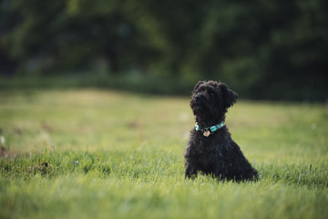 schwarzer Hund sitzt auf einer Wiese