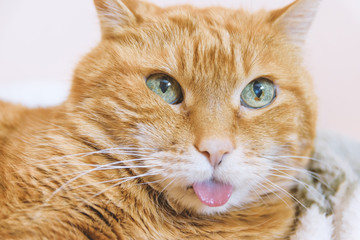 Red cat stretching the tongue out. Selective focus.