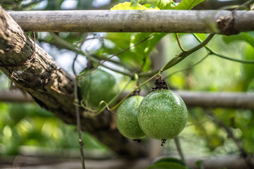 Young passion fruit grows on the passion fruit tree branch.