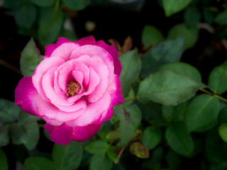Two Tones Pink Rose Flower Blooming
