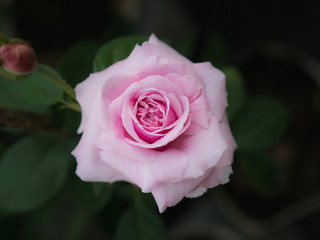 Pink Rose Blooming