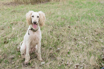 The Royal Poodle dog sits on the grass.