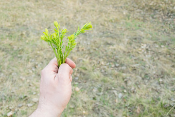 A man's hand holds a small bouquet of green plants.