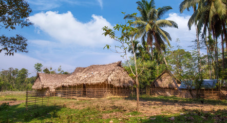 Rural village with thatched houses and coconut trees at Baratang island Andaman India.