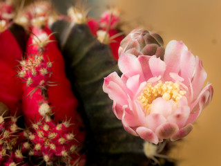 Pink Flower of The Red Striped Brown Gymnocalycium