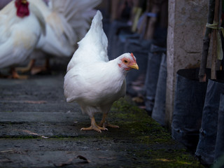 Female Bantam Standing Preen Fur The Rooster Close