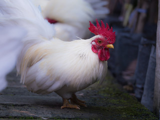 The Dirty Male Bantam Standing