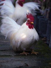 The Male Bantams Standing