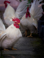 The Male Bantams Standing