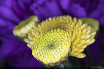 Elegance of yellow chrysanthemum