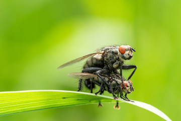 Flies mating close-up view